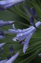 アガパンサス アガパンサス