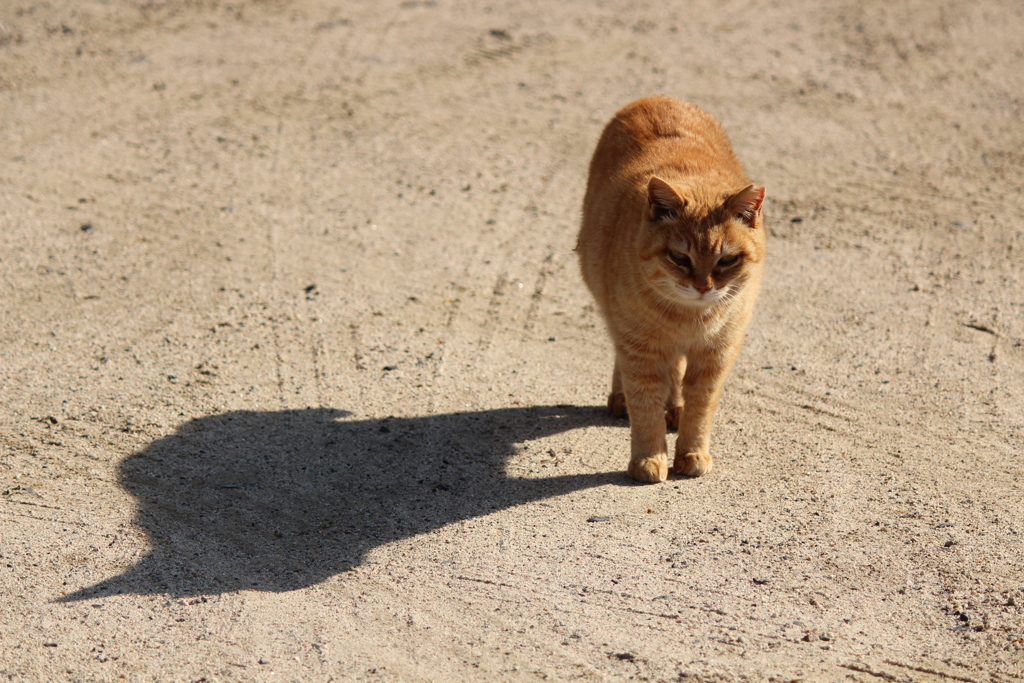 ねこ