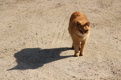 ねこ