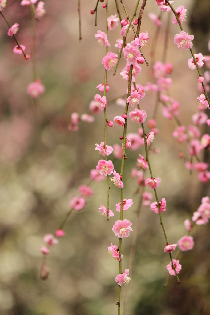 しだれ梅