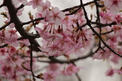 河津桜