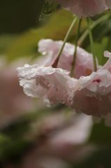 八重桜