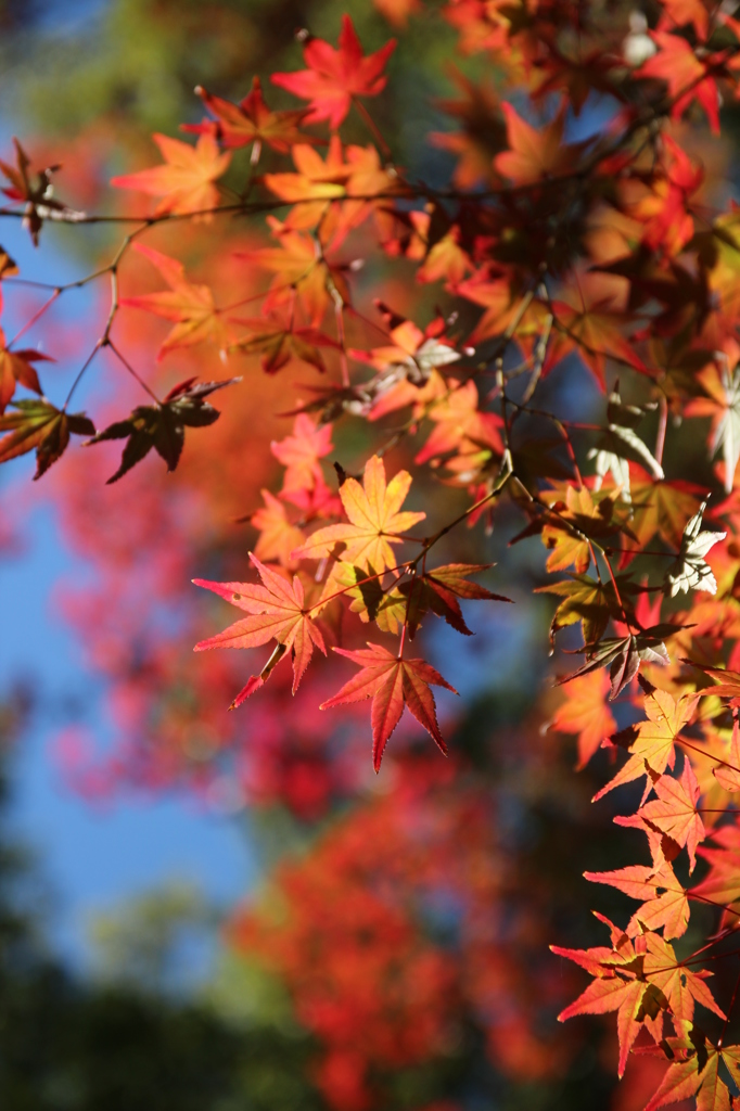 もみじ＠縮景園