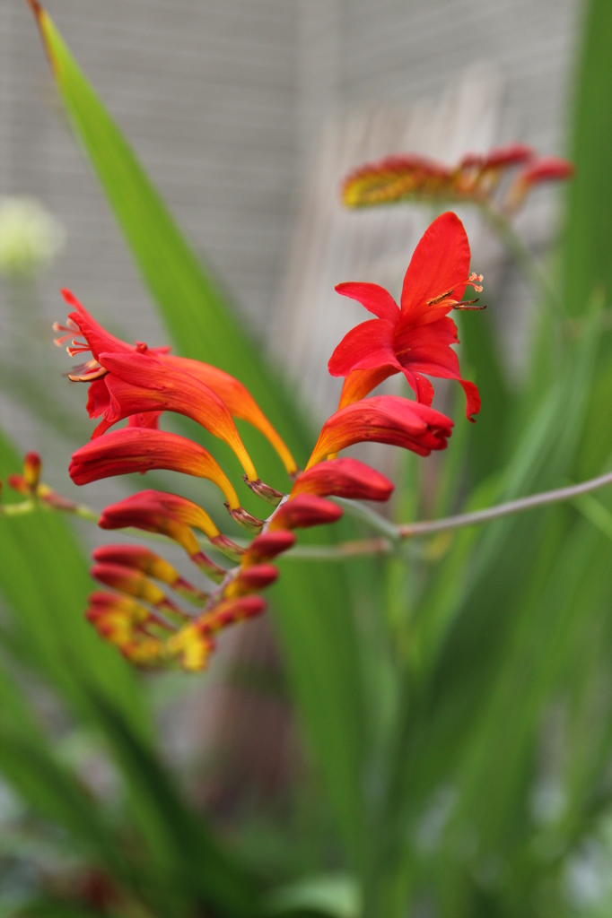 ヒオウギズイセン