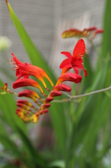 ヒオウギズイセン