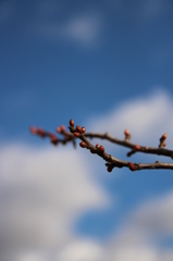 あ。もう春が。