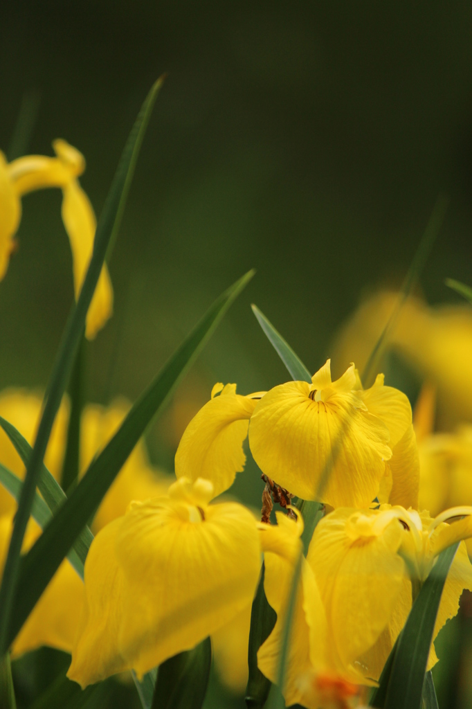 さいごまでがんばる黄菖蒲