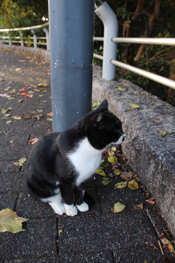 のら