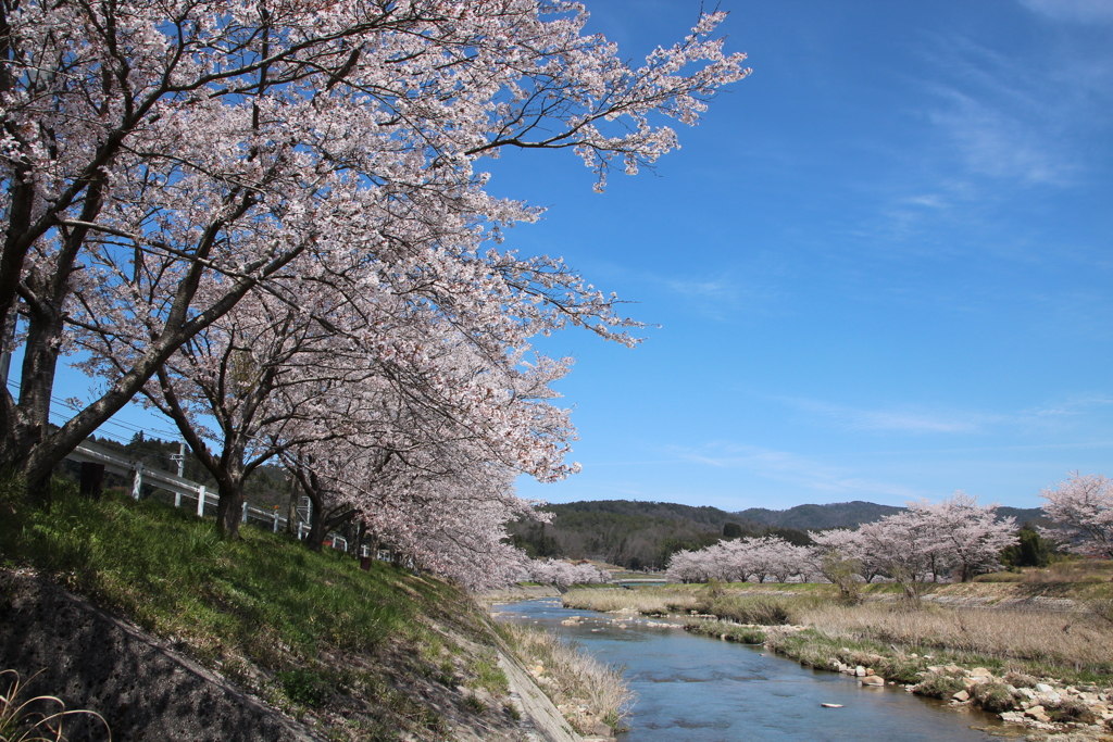 千本桜