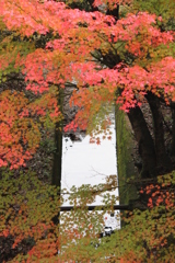 紅葉