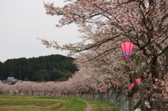 千本桜＠美波羅川