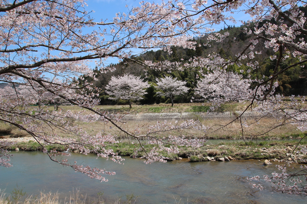 千本桜