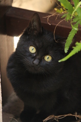 こねこ