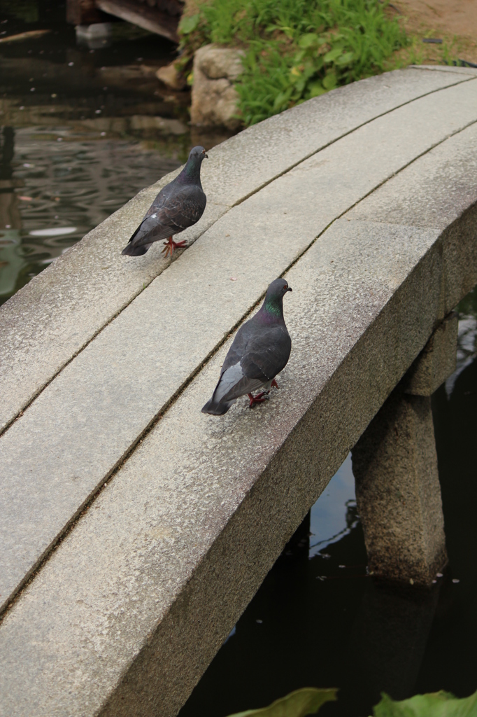 道先案内人＠縮景園