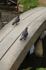 道先案内人＠縮景園