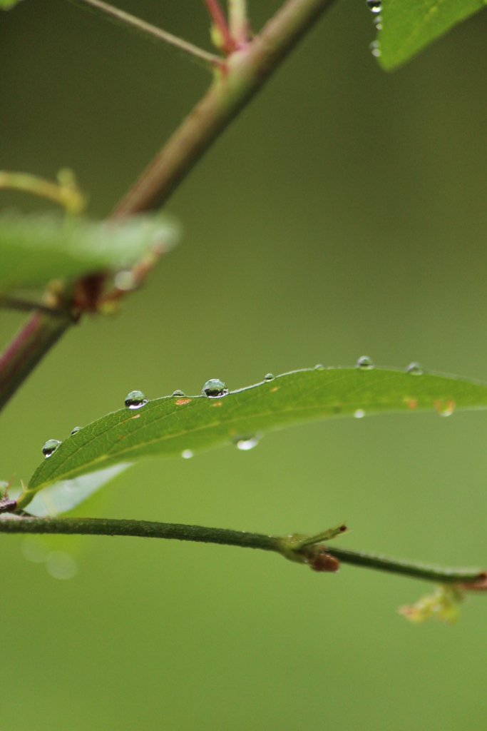 雨上がり