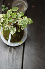 苔玉