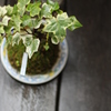 苔玉