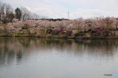 さくら