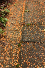 きんもくせい