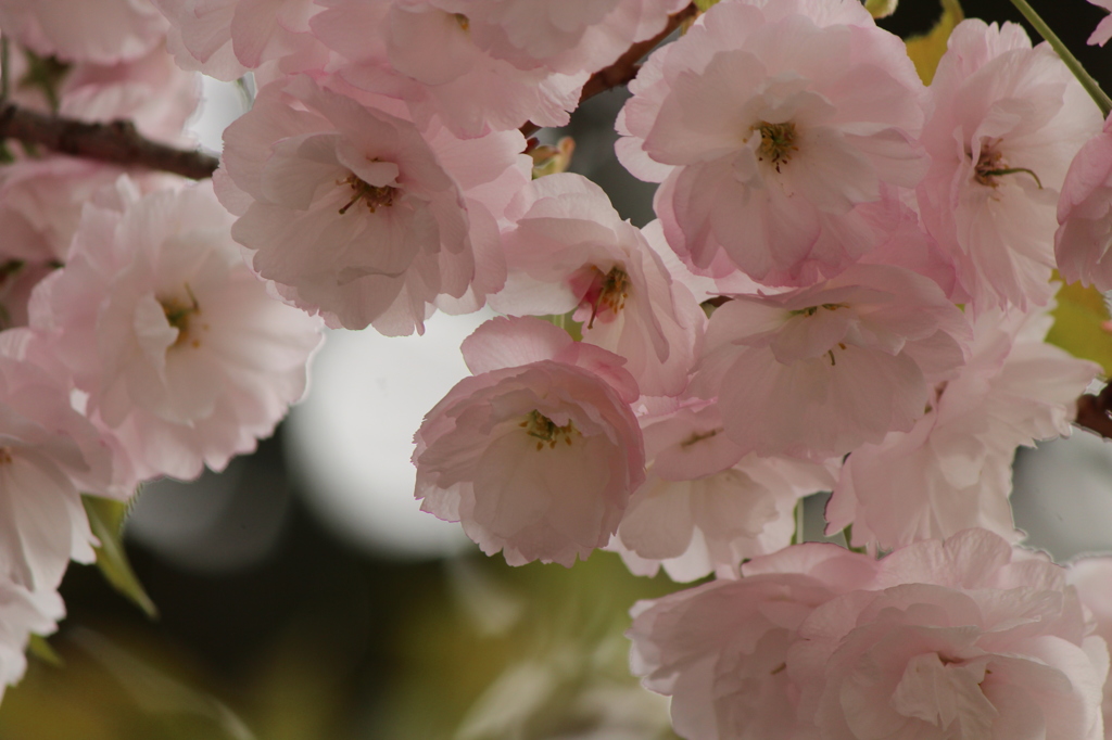 八重桜