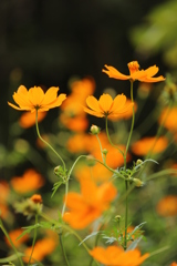 キバナコスモス キバナコスモス