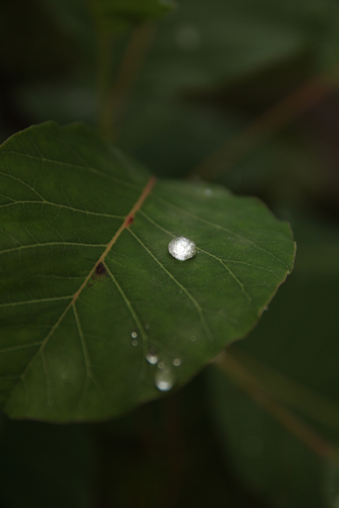 雨粒