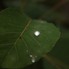 雨粒