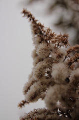 セイタカアワダチソウ