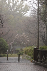 雨の日の木蓮