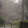 雨の日の木蓮