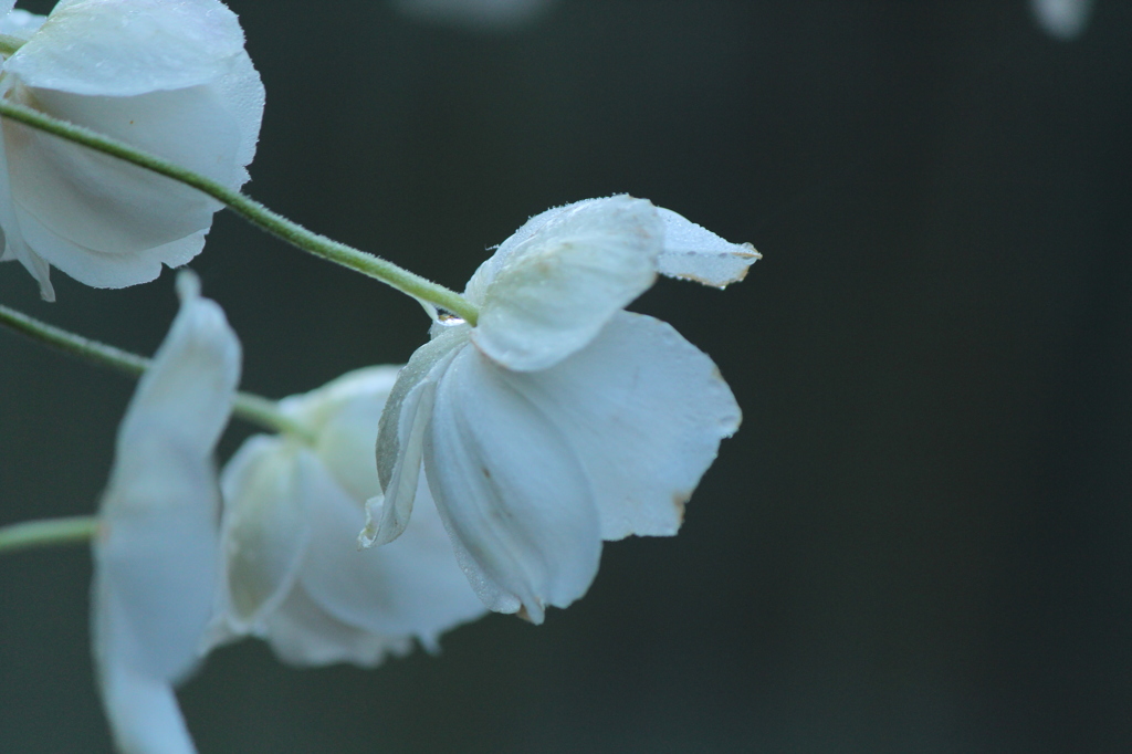 秋明菊