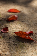 赤い落ち葉＠縮景園