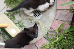 こねこ