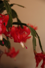 しゃこばさぼてん