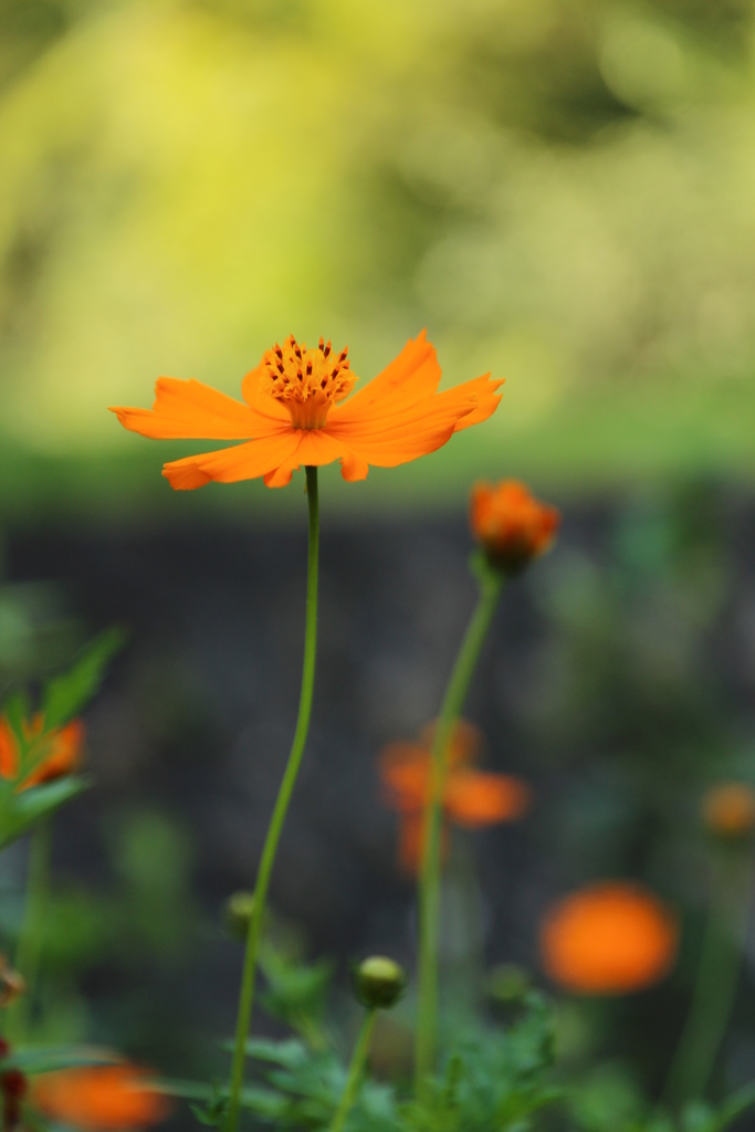 キバナコスモス