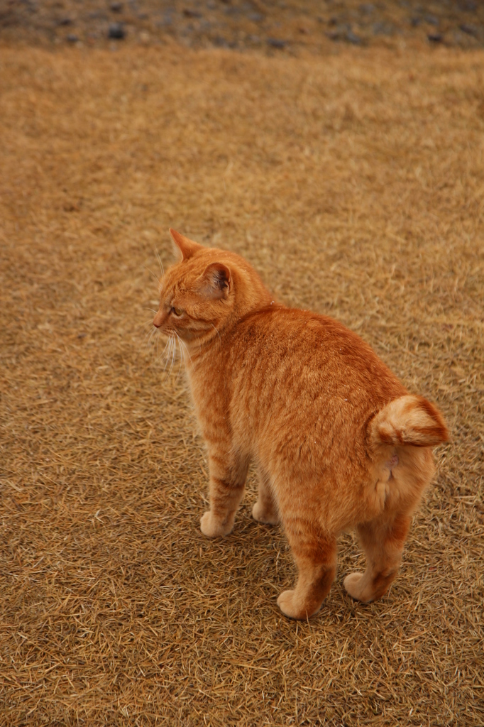 のらねこ
