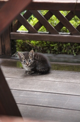 こねこ こねこ