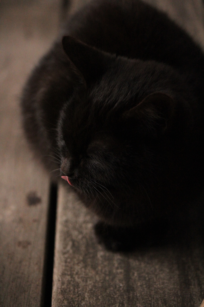 こねこ