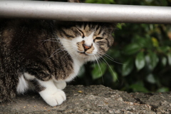 ねこ