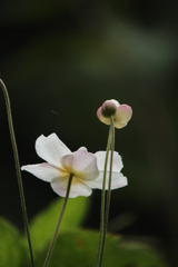秋明菊