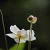 秋明菊