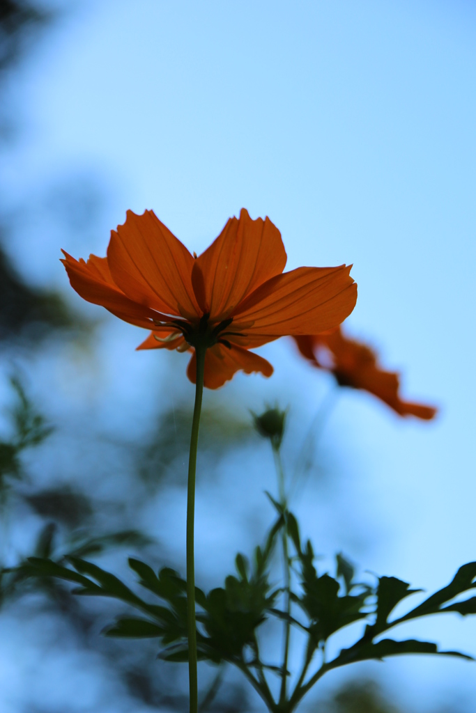 キバナコスモス