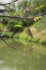 枝