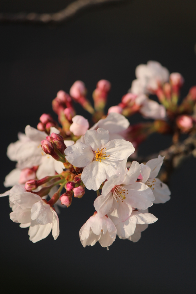 桜