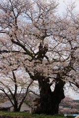 藤木の桜