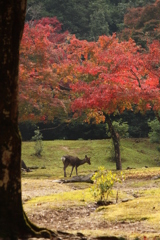 紅葉