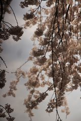 枝垂れ桜