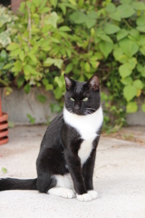 野良猫