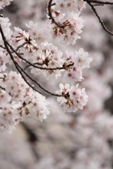 桜